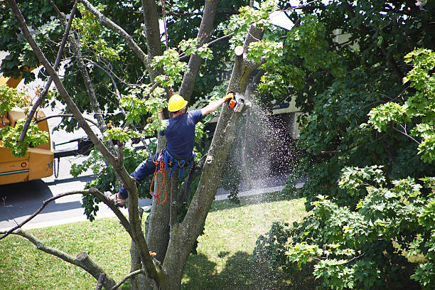 How Our Tree Care Process Works  in  Val Verde, CA